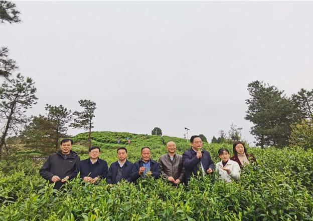 公司負(fù)責(zé)人陪同省供銷社、湘西州領(lǐng)導(dǎo)一行調(diào)研我司青干村茶葉扶貧示范基地